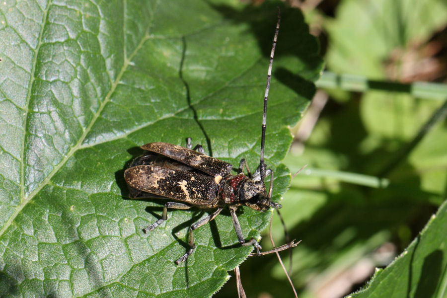 Monochamus sartor e sutor svizzeri